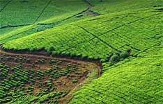 Sharma & Chawinda Property Dealers
